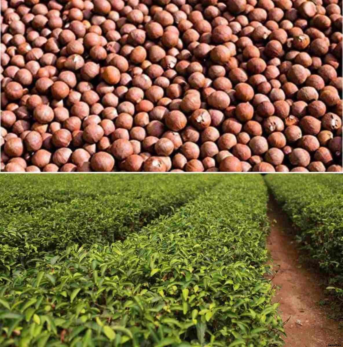 Tea Seed Germination, Conditions, Time, Process