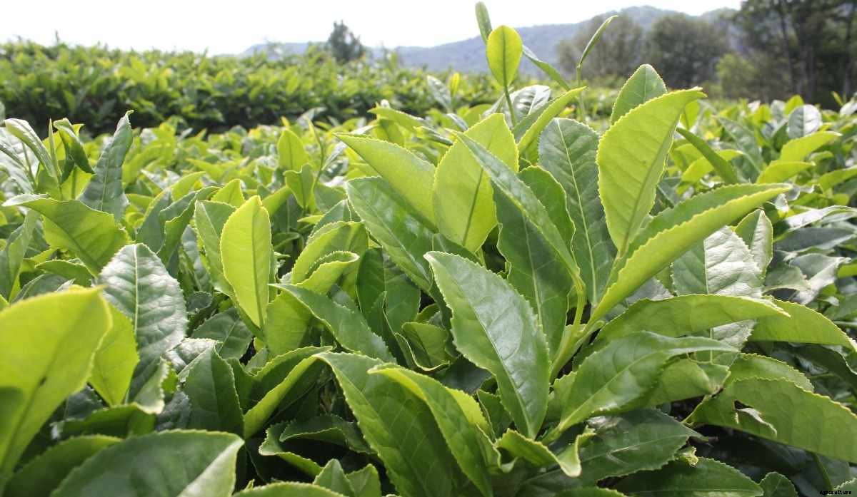 Tea Seed Germination, Conditions, Time, Process