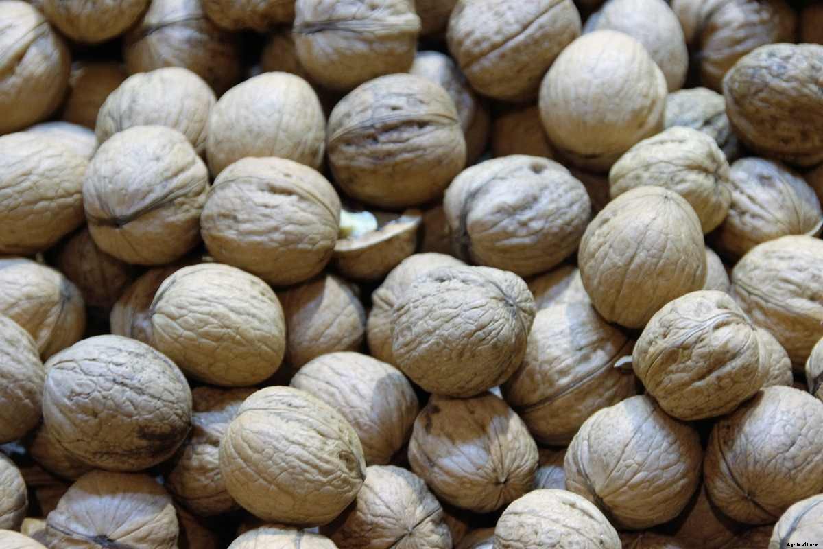 Walnut Seed Germination, Period, Temperature, Procedure