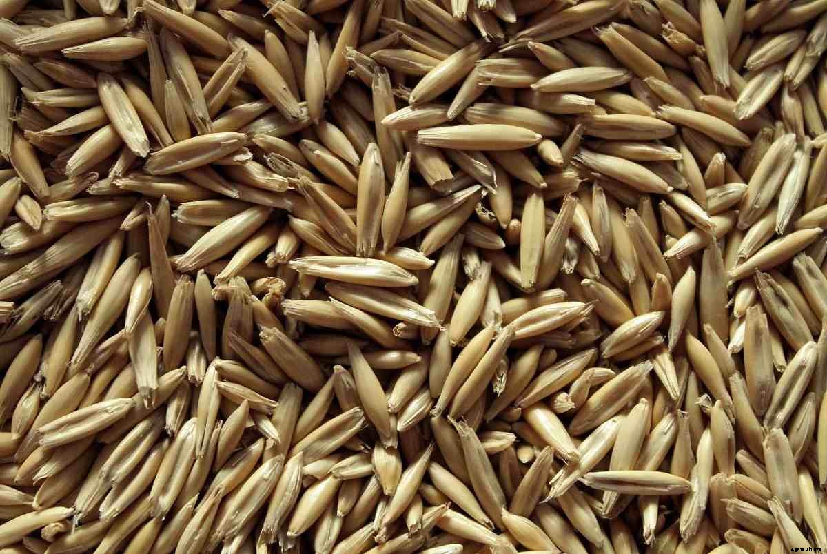 Oats Seed Germination, Period, Temperature, Process