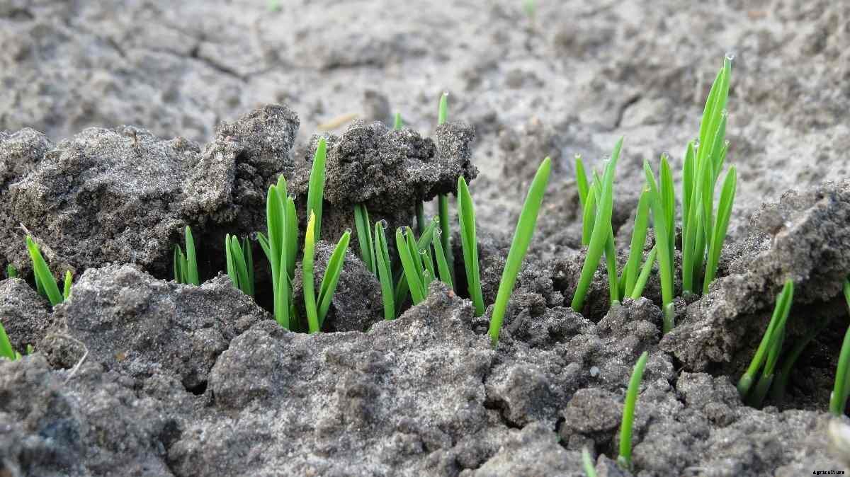 Oats Seed Germination, Period, Temperature, Process