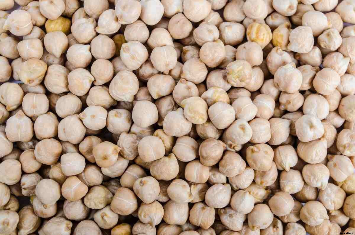 Chickpea Seed Germination, Time, Temperature, Procedure