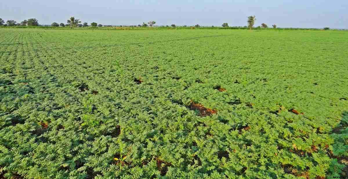 Chickpea Seed Germination, Time, Temperature, Procedure