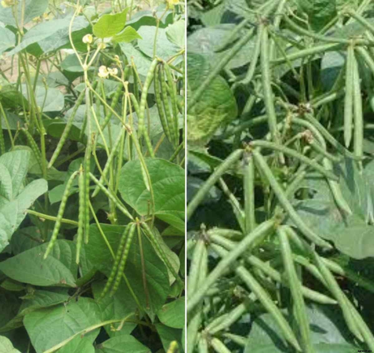 Green Gram Seed Germination, Time Period, Process