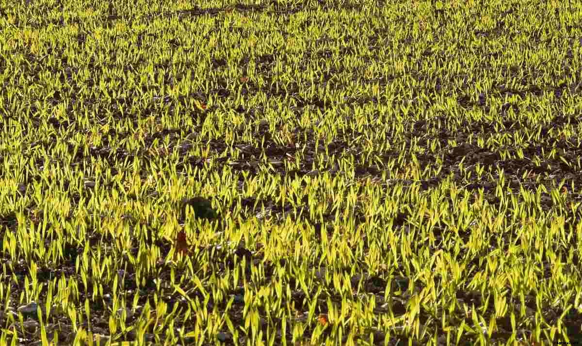 Barley Seed Germination, Temperature, Period, Procedure