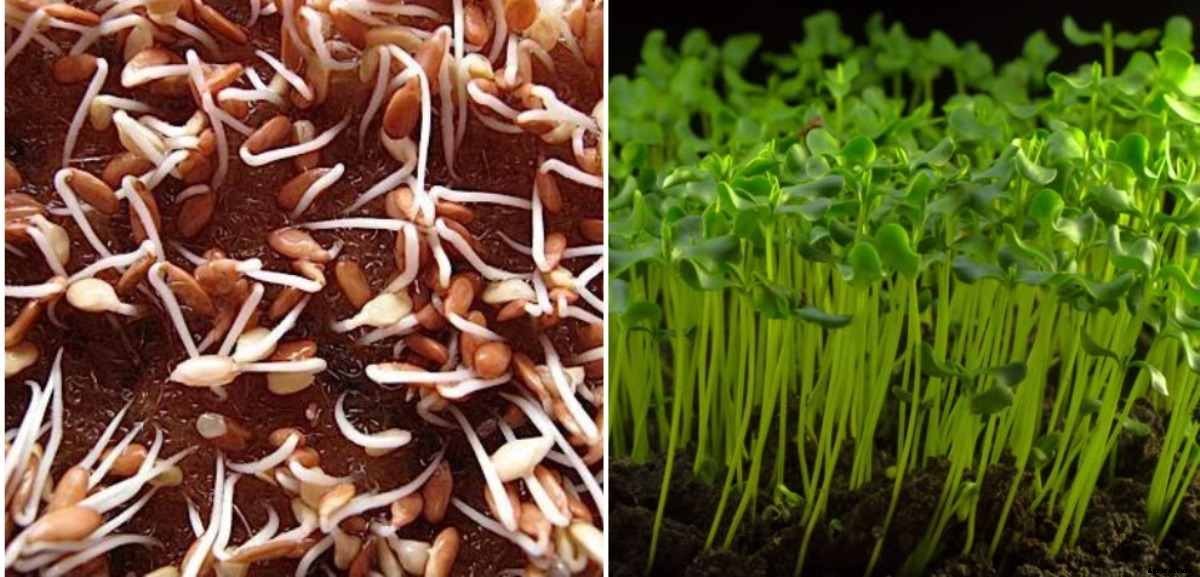 Flaxseed Germination, Temperature, Process (Linseed)