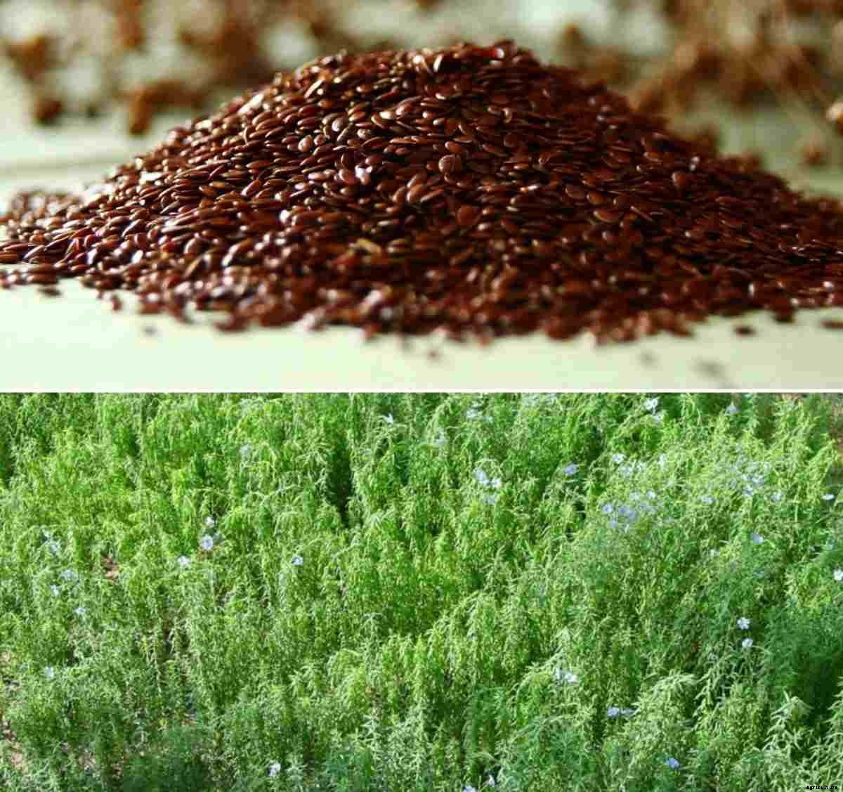 Flaxseed Germination, Temperature, Process (Linseed)