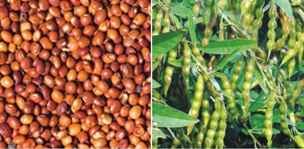 Red gram Seed Germination Procedure (Arhar/Tur Dal)