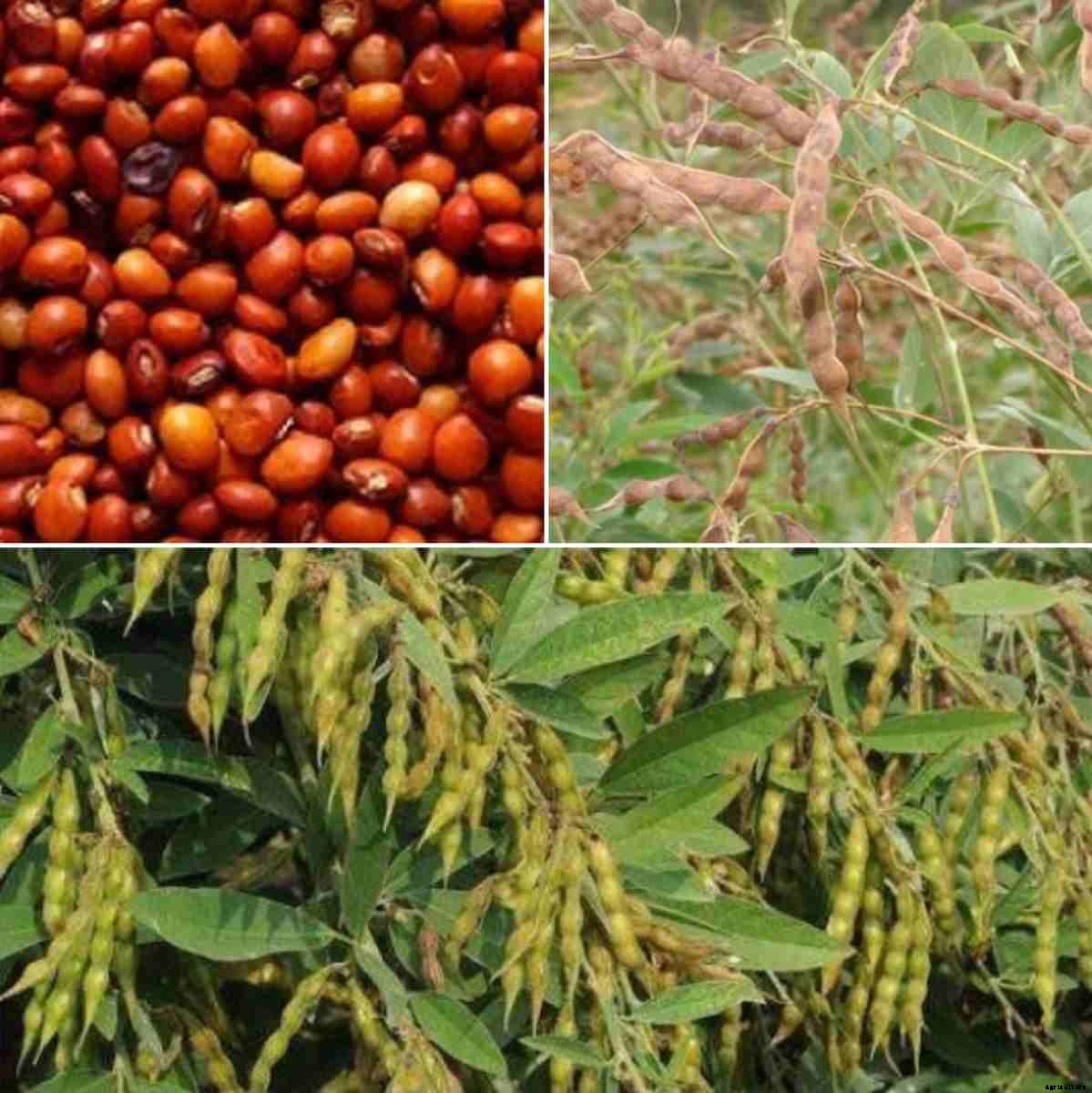 Red gram Seed Germination Procedure (Arhar/Tur Dal)