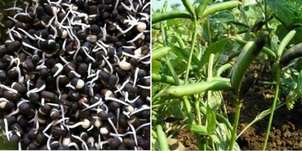 Black Gram Seed Germination Procedure (Urad Dal)