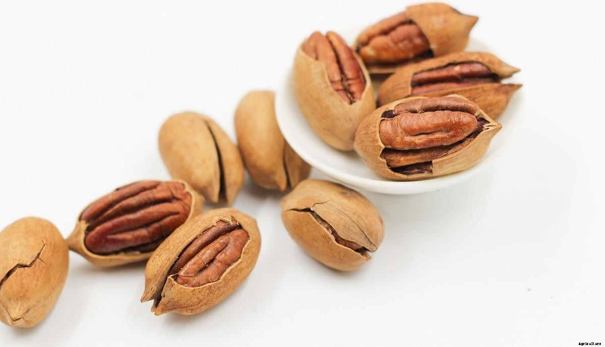 Pecan Seed Germination, Time, Temperature, Process