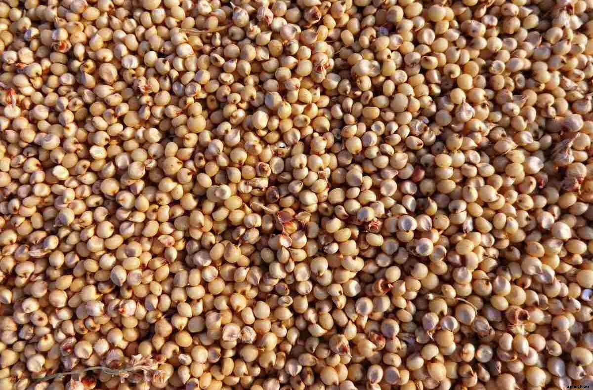 Sorghum Seed Germination (Jowar), Period, Procedure