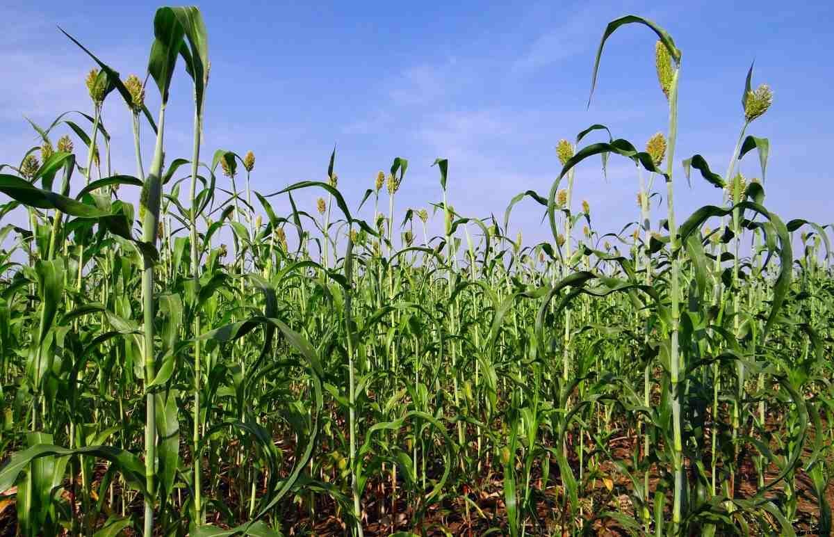 Sorghum Seed Germination (Jowar), Period, Procedure