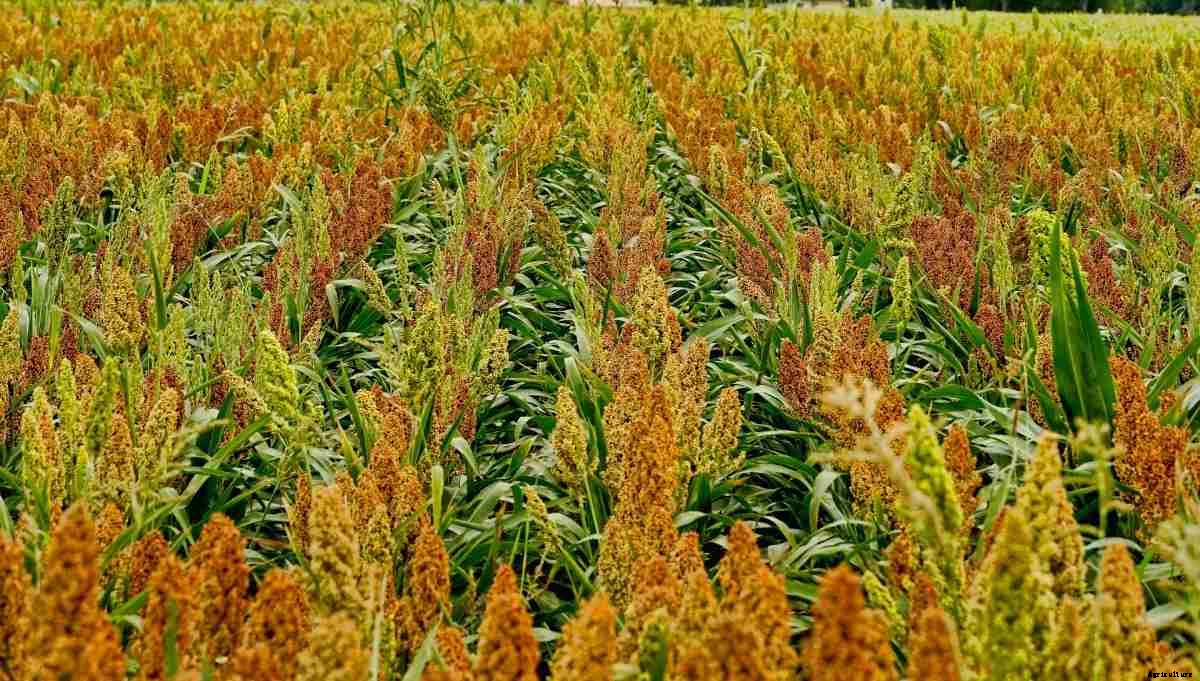 Sorghum Seed Germination (Jowar), Period, Procedure