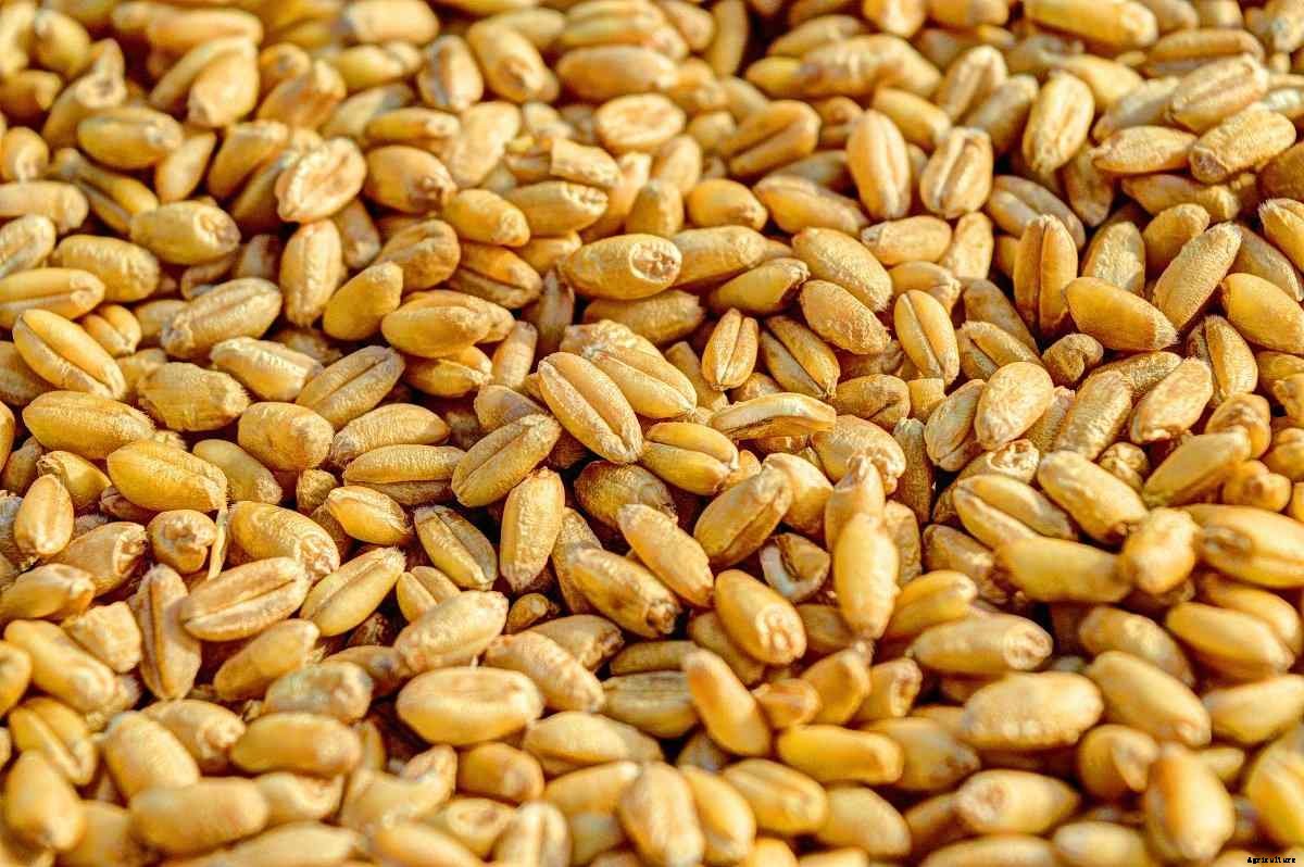Wheat Seed Germination, Time, Temperature, Procedure