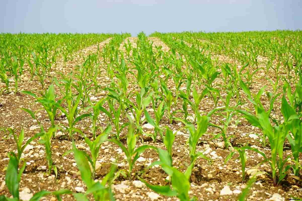 Maize Seed Germination (Corn), Time Period, Procedure