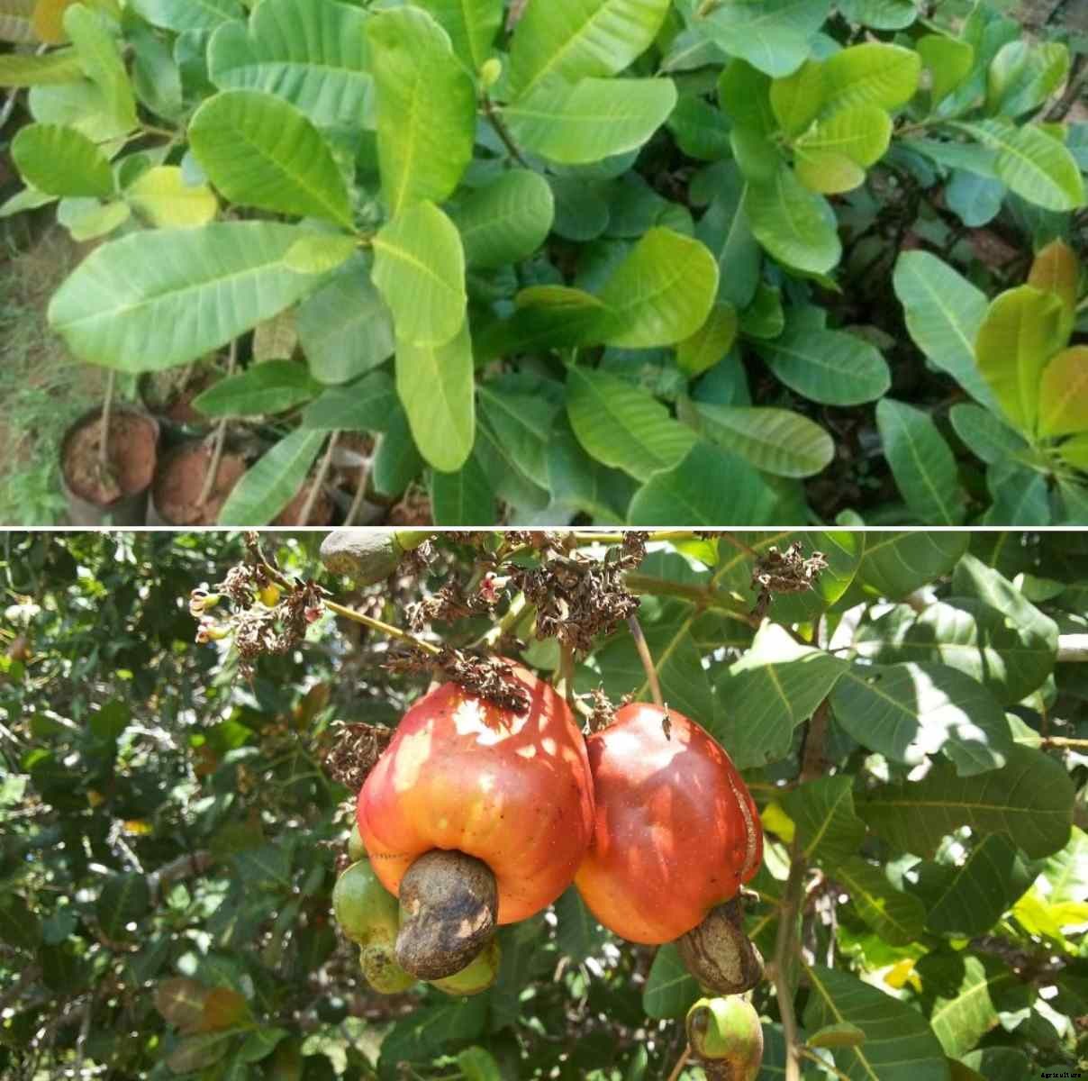Cashew Seed Germination, Period, Temperature, Process