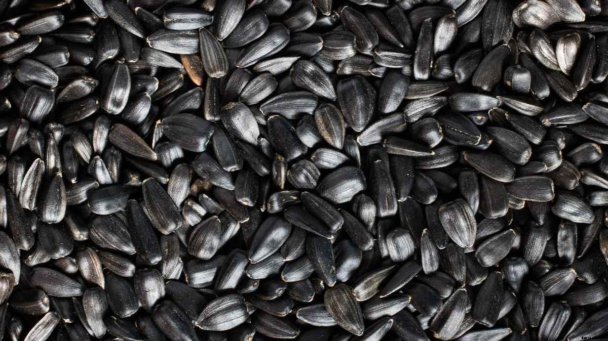 Sunflower Seed Germination, Time, Temperature, Process