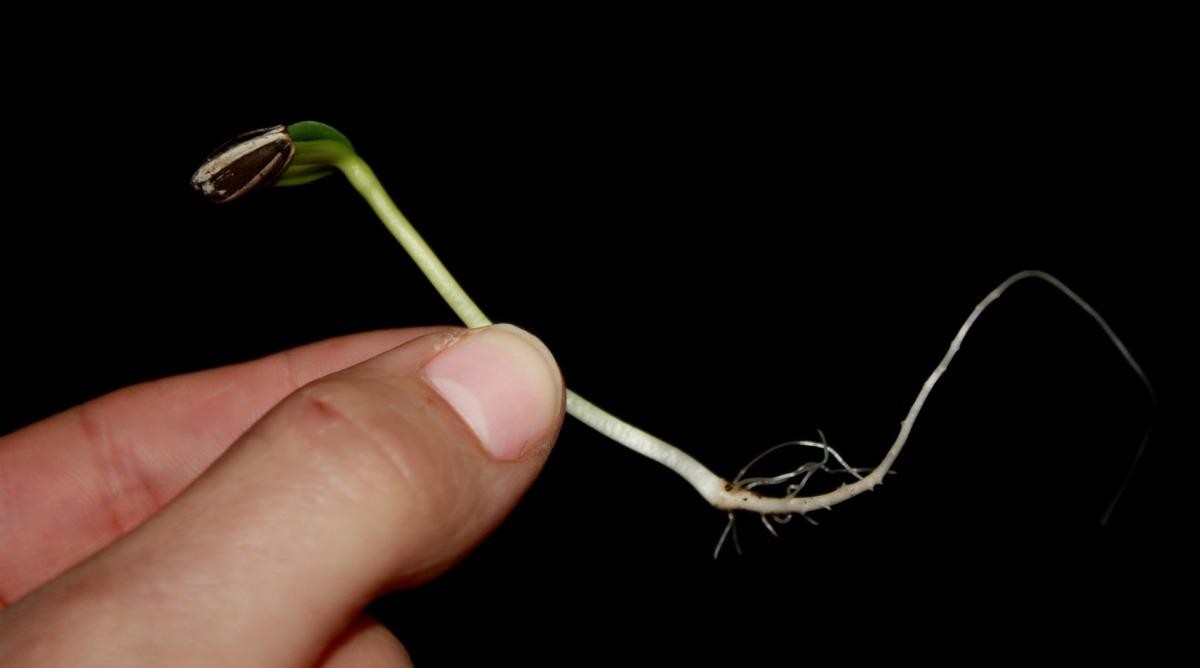 Sunflower Seed Germination, Time, Temperature, Process