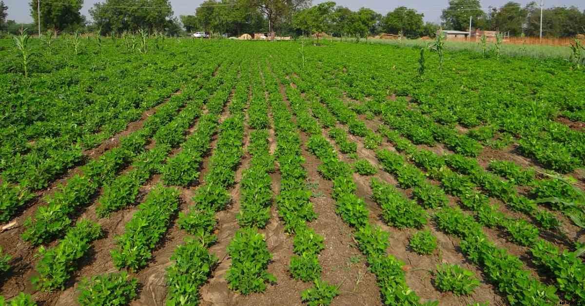 Groundnut Seed Germination, Time, Temperature, Process