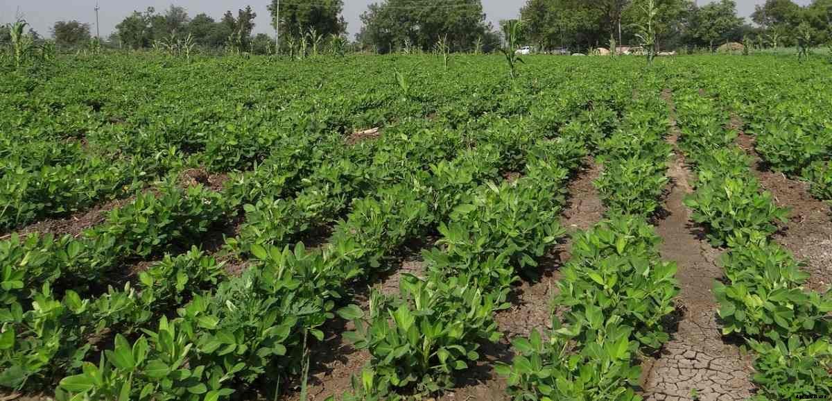 Groundnut Seed Germination, Time, Temperature, Process