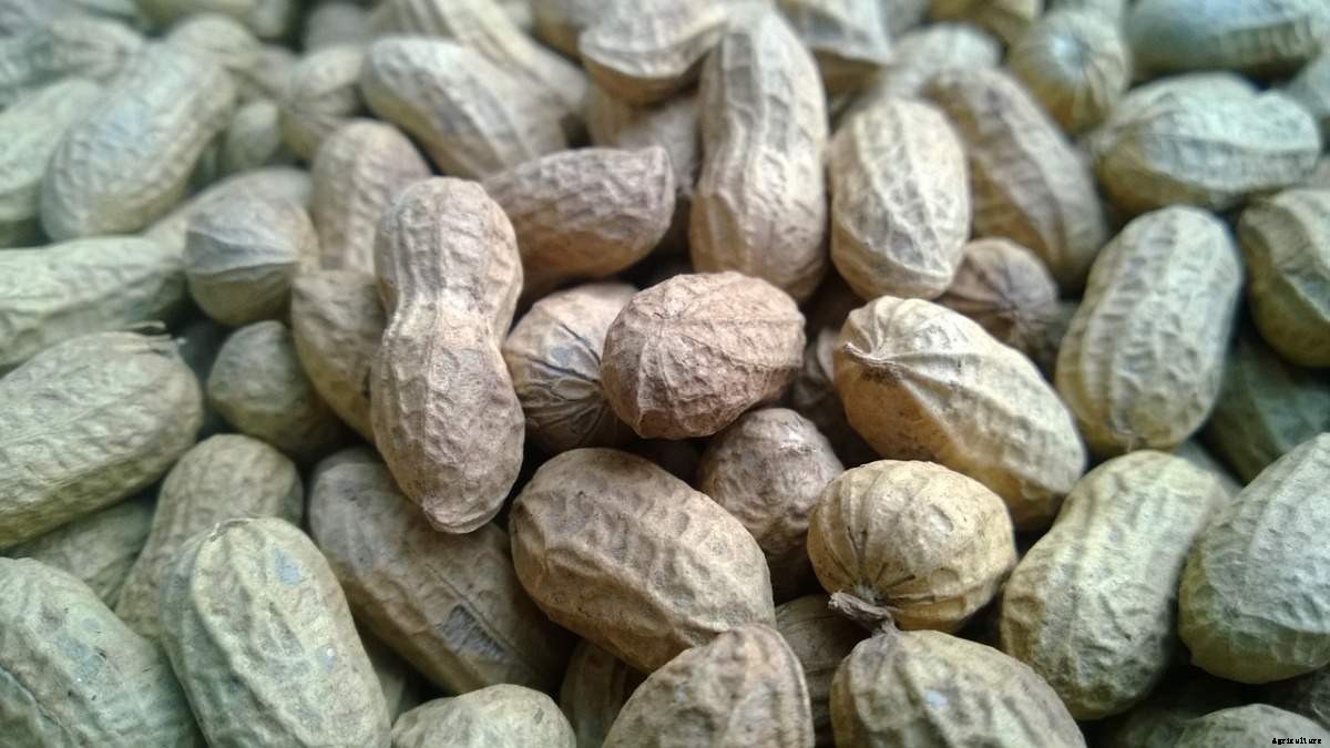 Groundnut Seed Germination, Time, Temperature, Process
