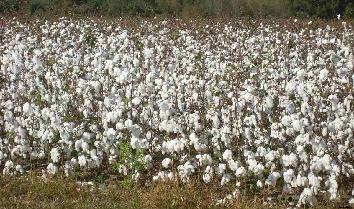 Cotton Seed Germination Period, Temperature, Process