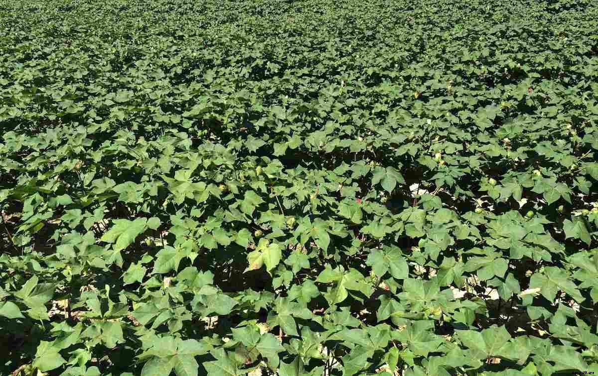 Cotton Seed Germination Period, Temperature, Process