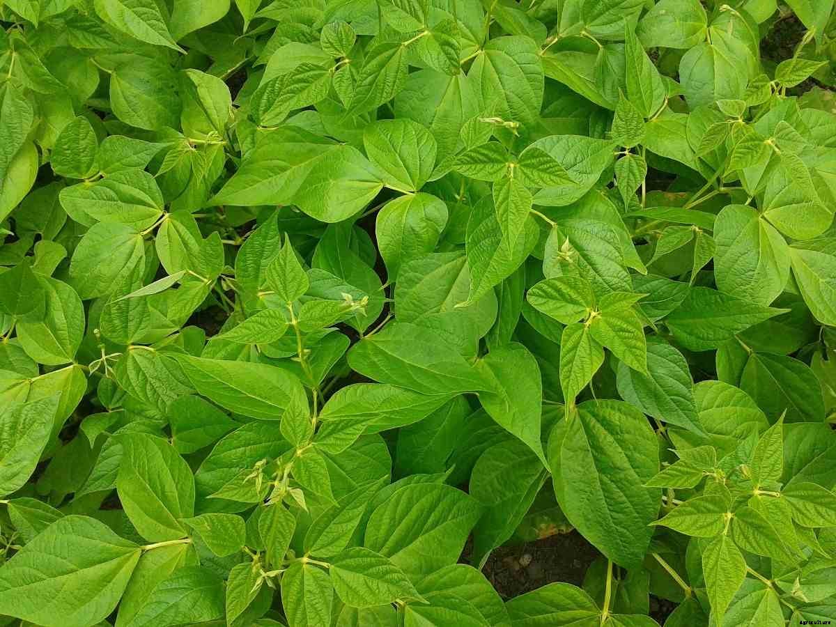 Organic Beans Cultivation Practices, Farming Methods