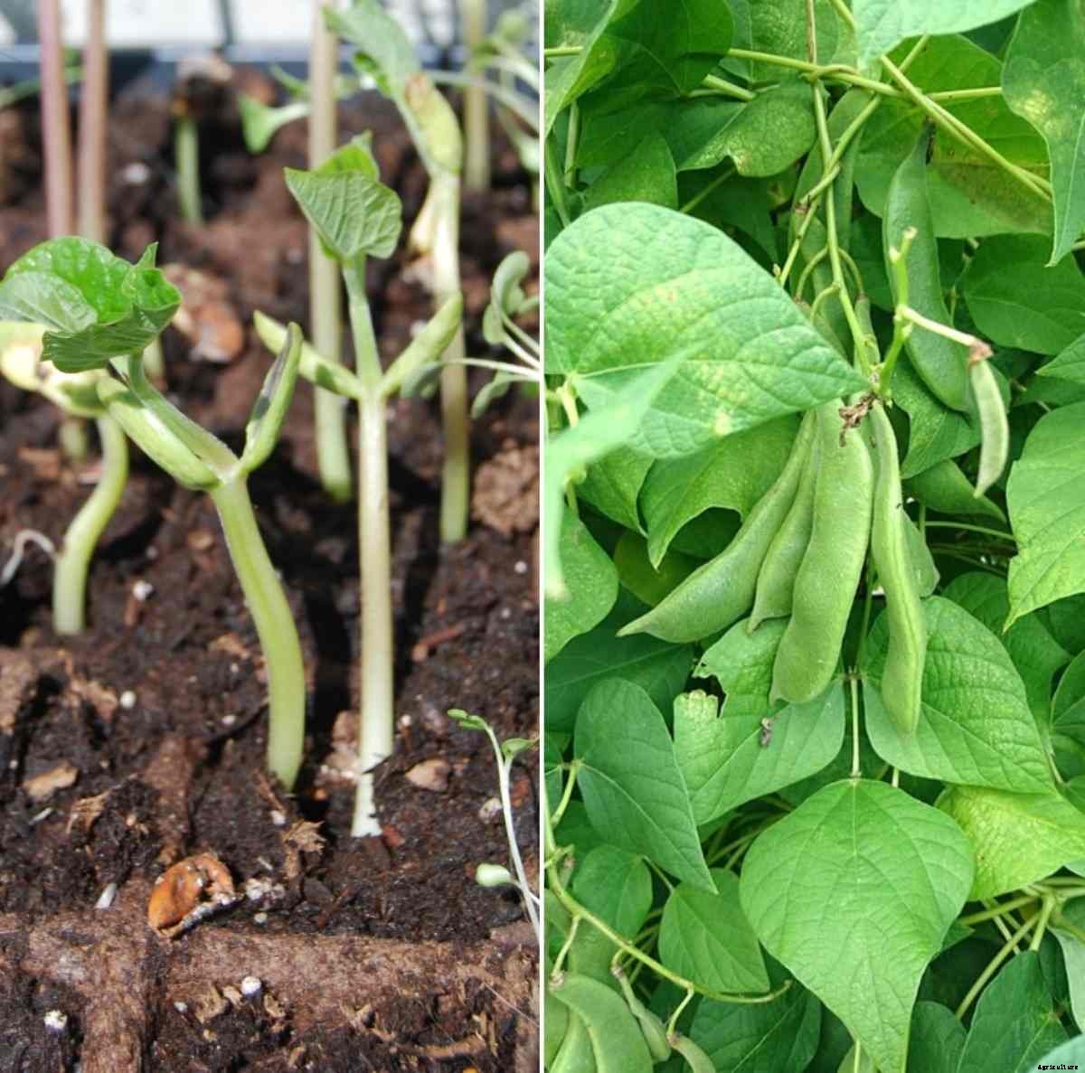 Organic Beans Cultivation Practices, Farming Methods