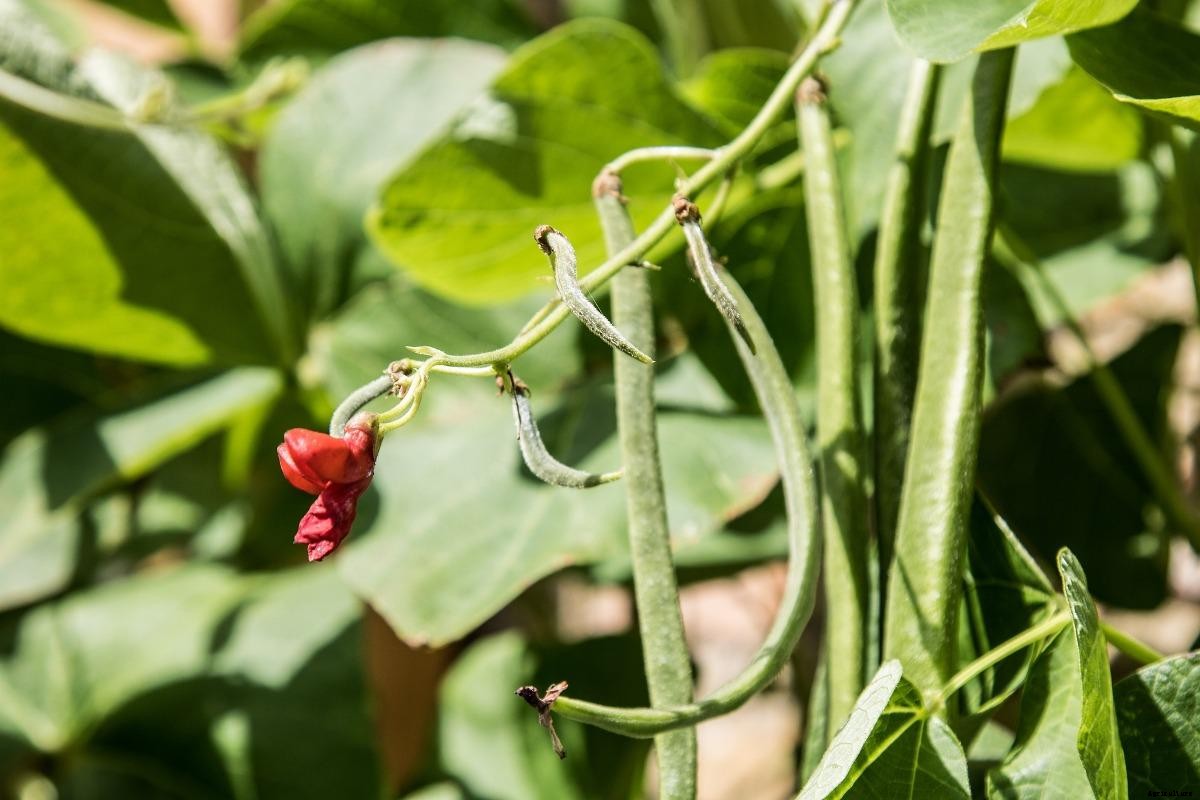 Organic Beans Cultivation Practices, Farming Methods