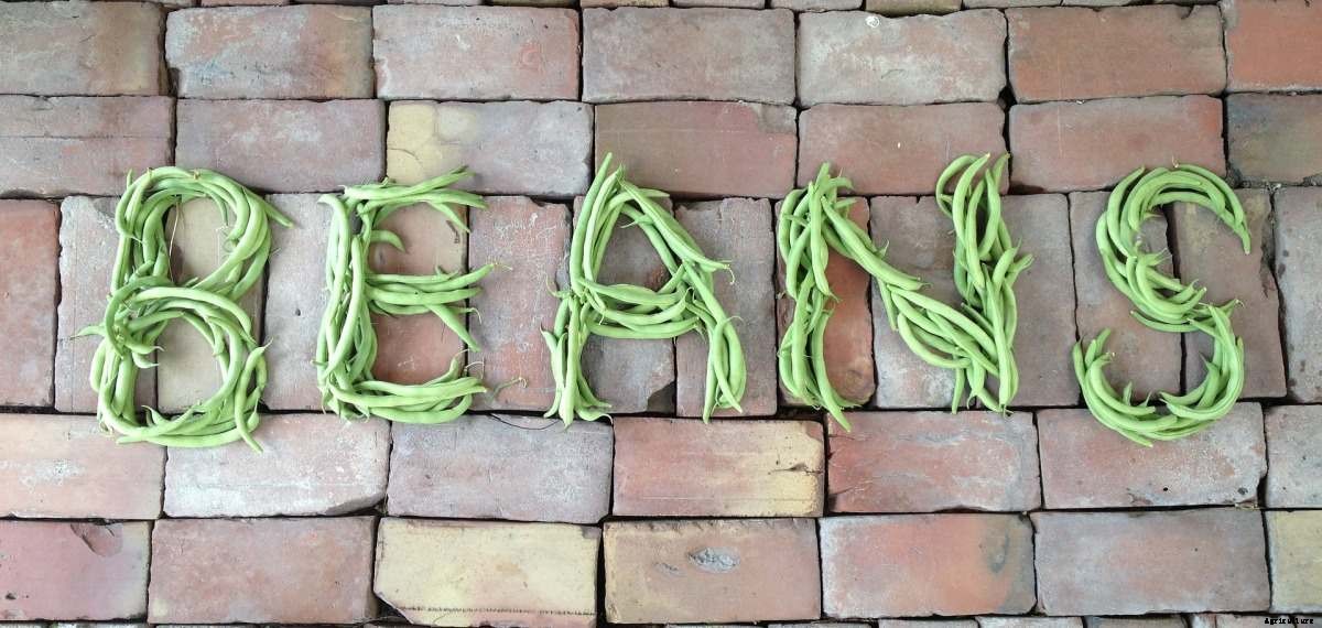 Organic Beans Cultivation Practices, Farming Methods