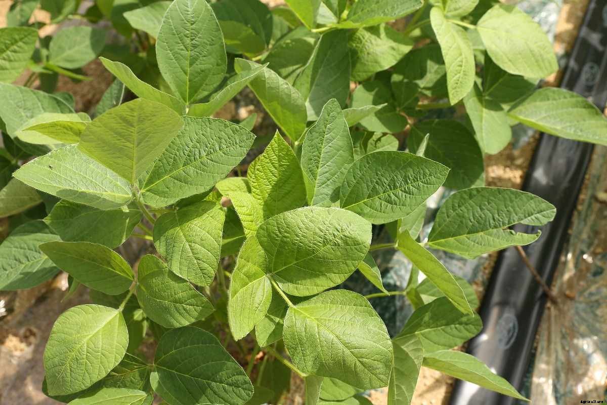 Organic Beans Cultivation Practices, Farming Methods