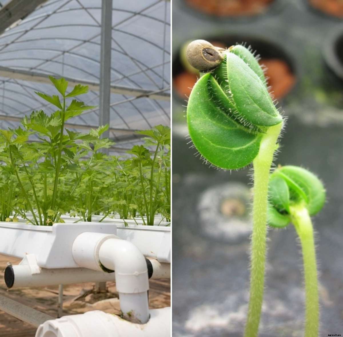 How to Build an NFT Hydroponic System, Cost, Benefits