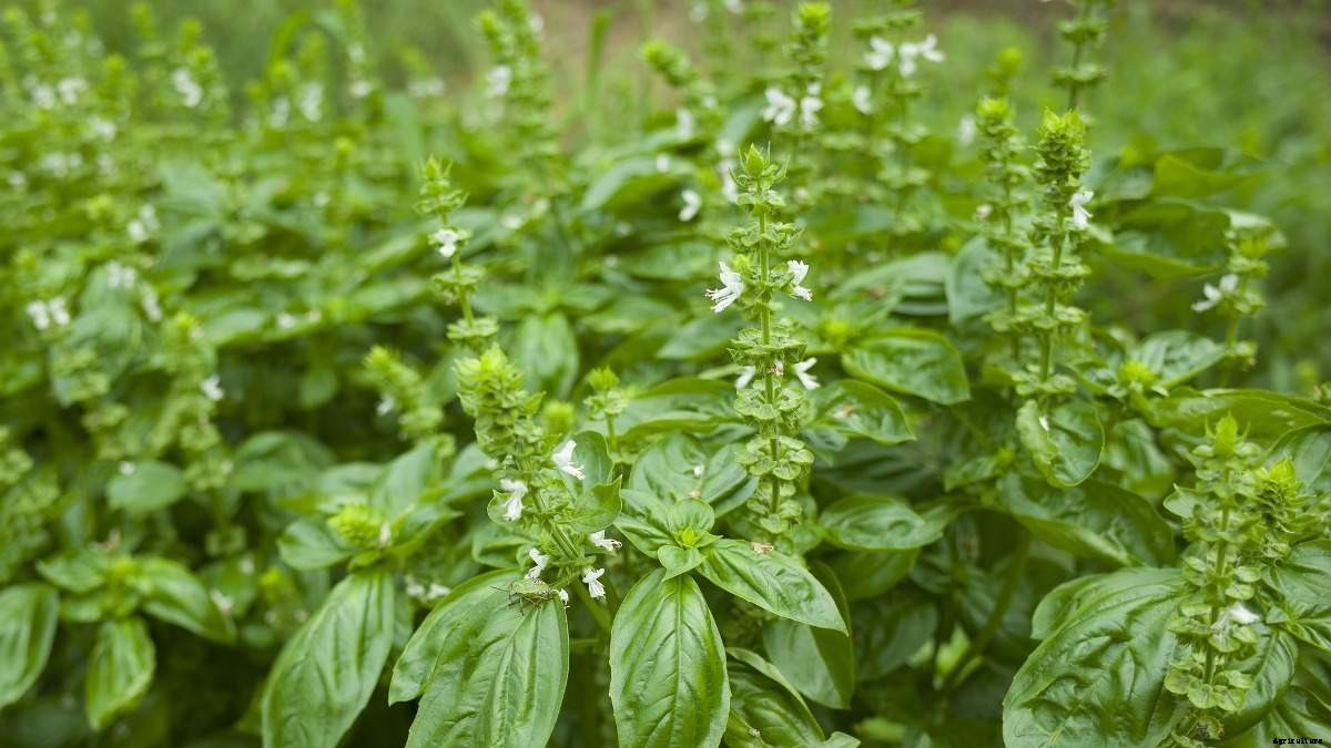 Basil Pests and Diseases (Tulsi); Control Methods