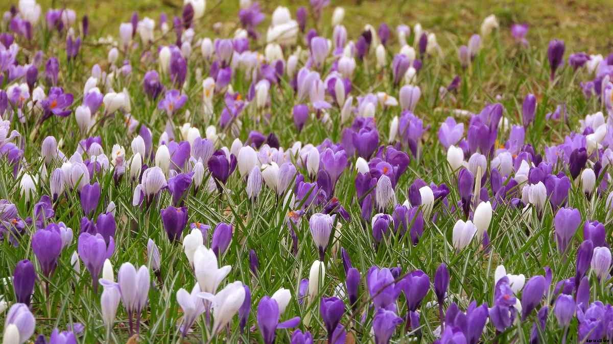 Medicinal Plants Contract Farming, and Advantages