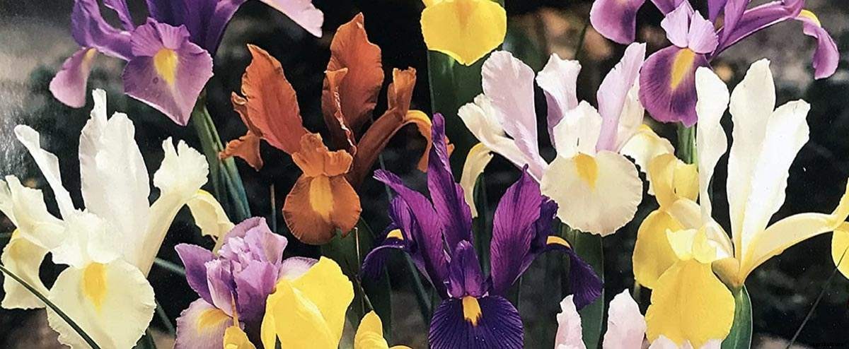 Improved Spring Flower Garden Ideas, and Tips