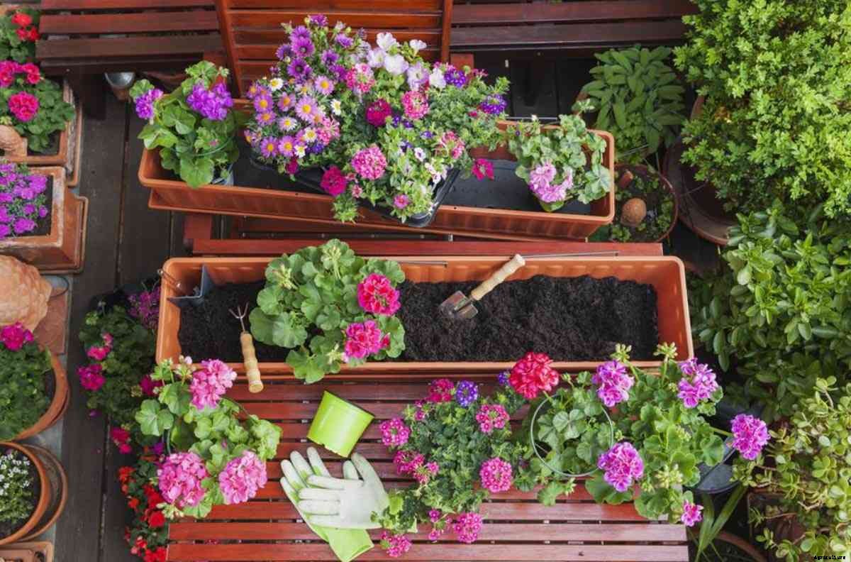 Improved Spring Flower Garden Ideas, and Tips