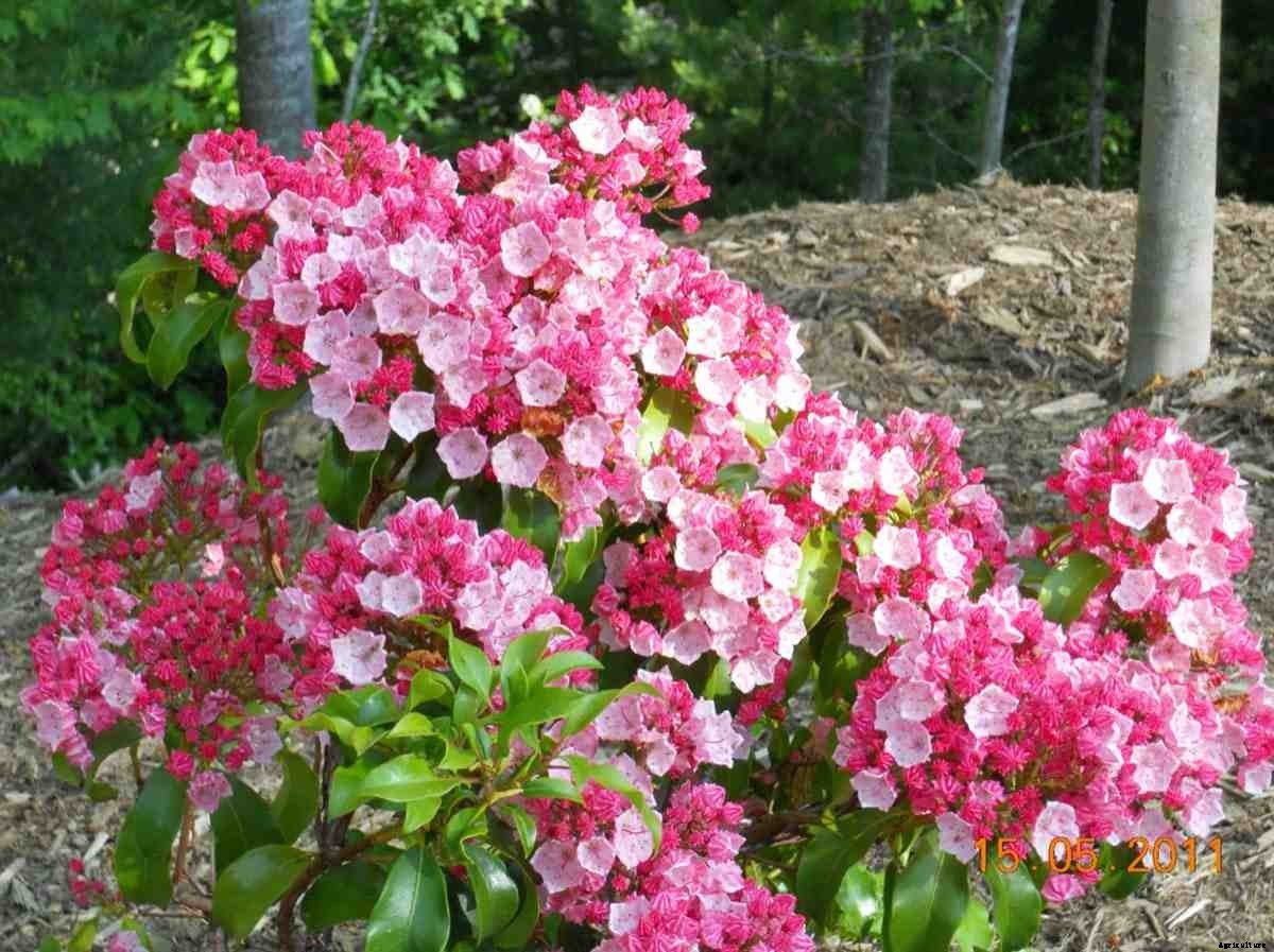 Improved Spring Flower Garden Ideas, and Tips