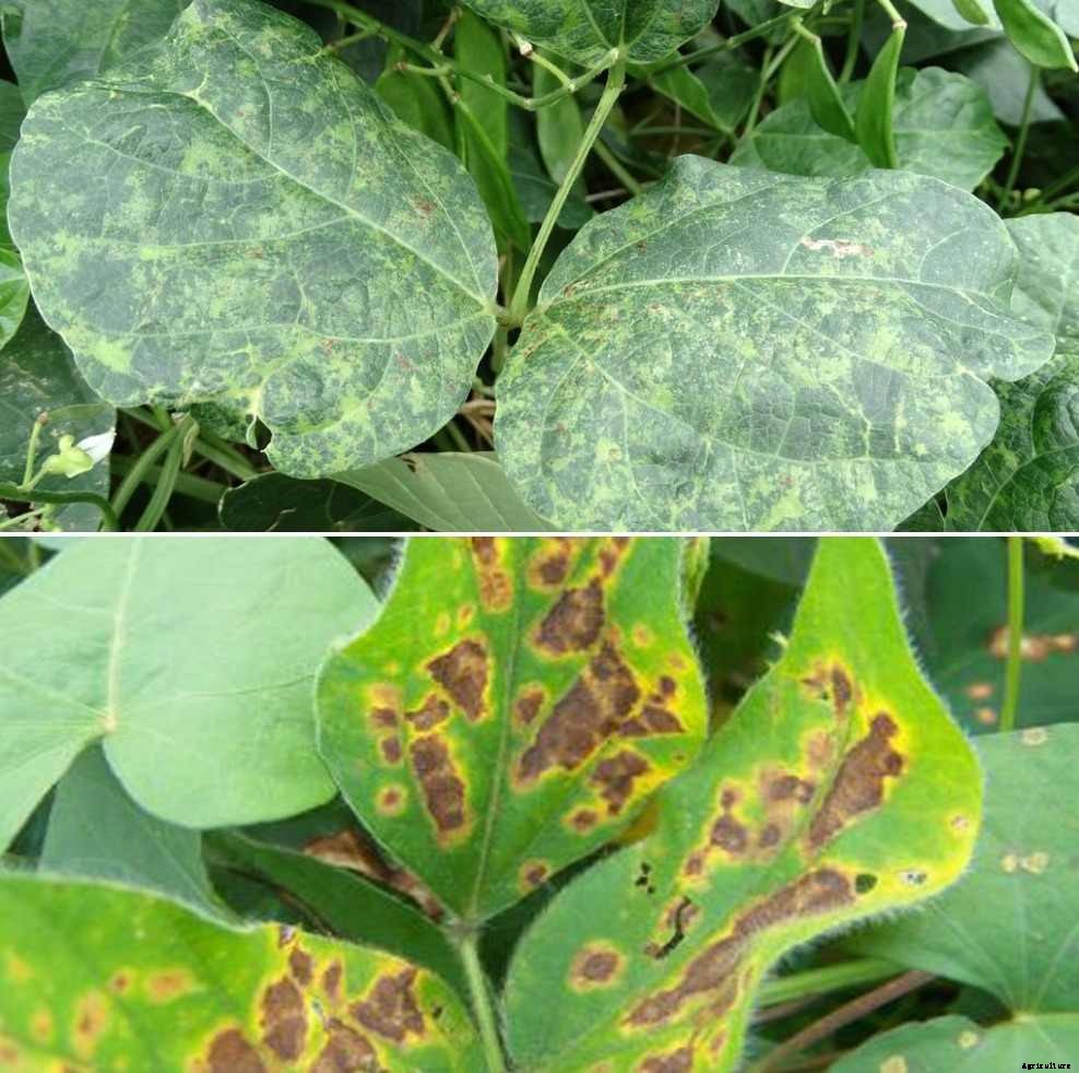 Management of Plant Viral Diseases, Control Methods