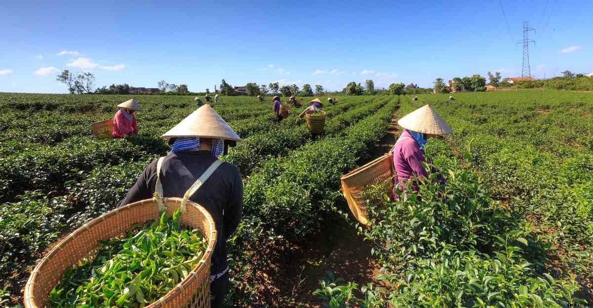 Basic Steps of Organic Farming, Organic Farming Types