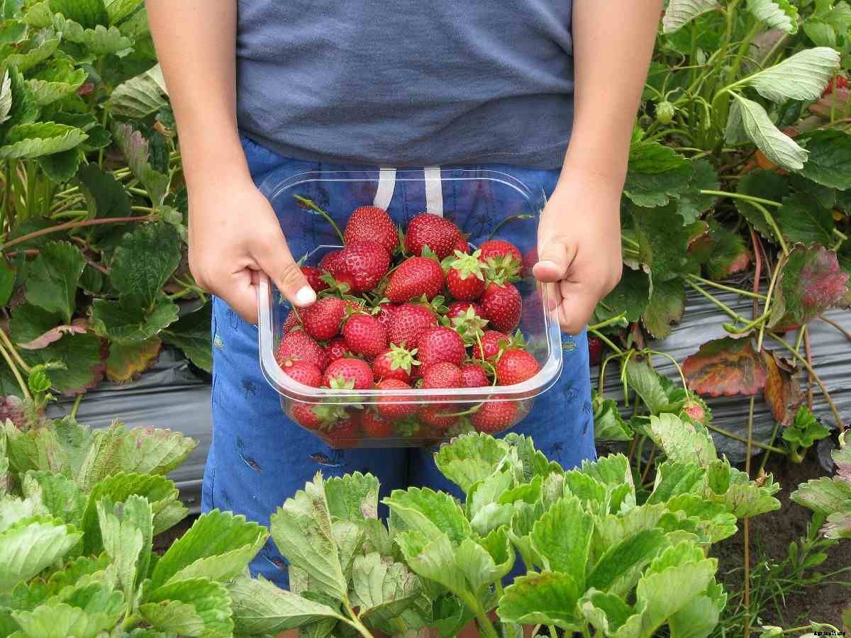 Basic Steps of Organic Farming, Organic Farming Types