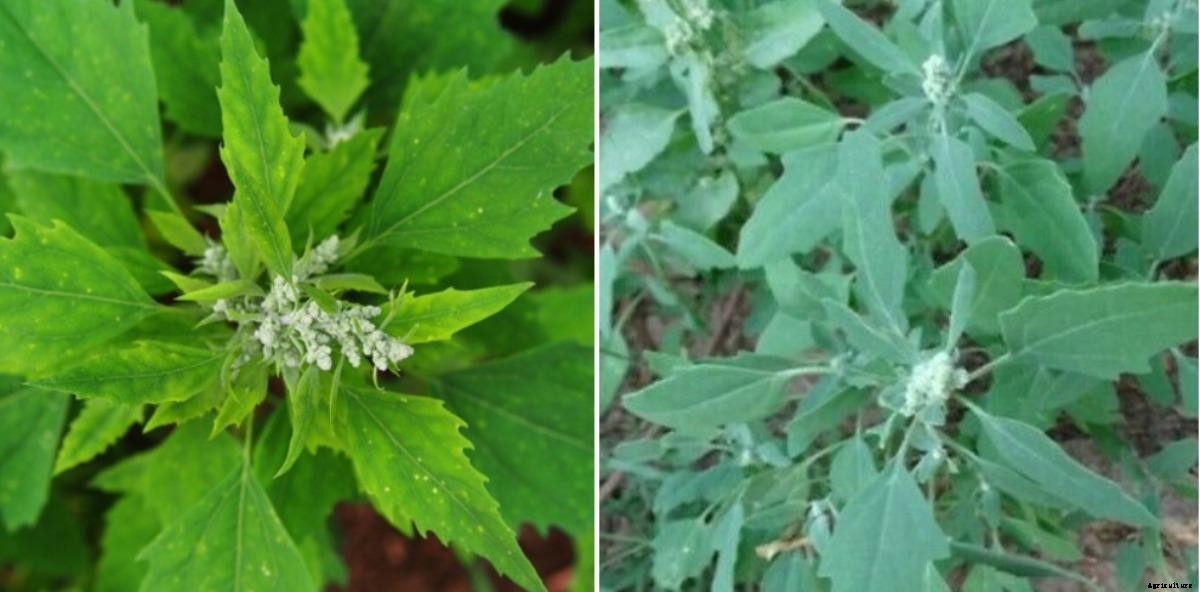 Bathua Cultivation, Farming Practices – A Full Guide