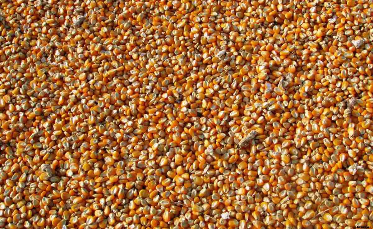 Seed Subsidy Schemes (Government) for Farmers in India