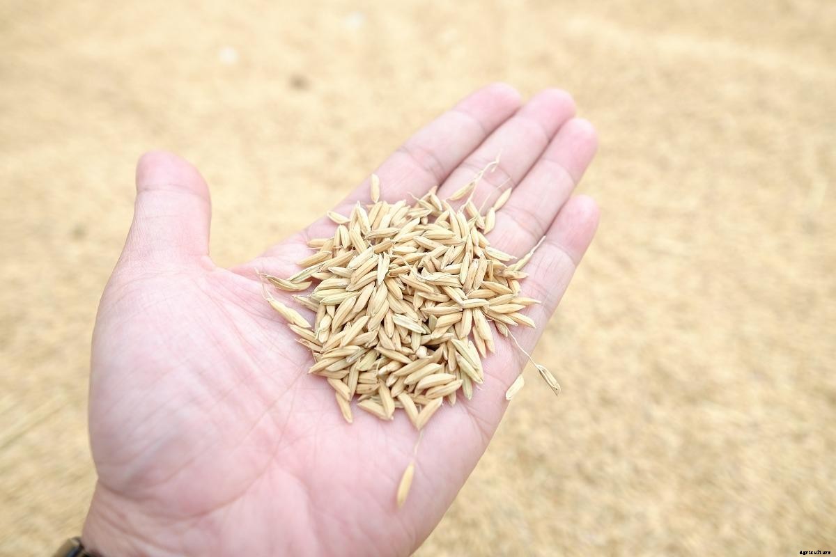Seed Subsidy Schemes (Government) for Farmers in India