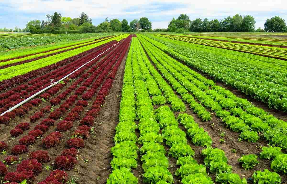 Ecological Farming Benefits, Principles, Objectives