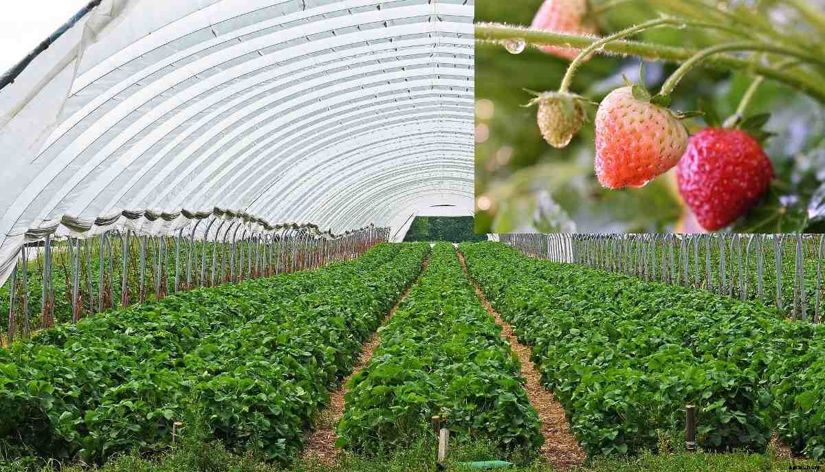 Horticulture Subsidy, NABARD Schemes, How to Apply