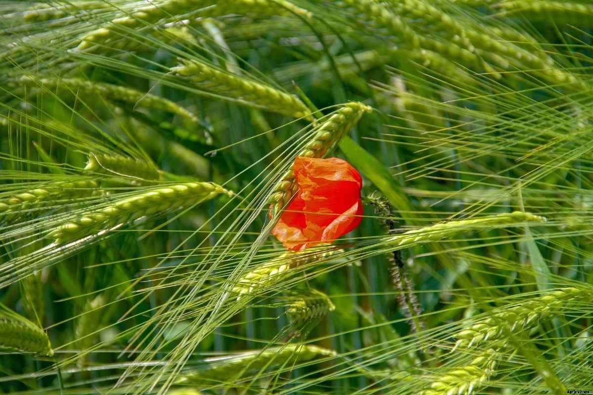 Organic Farming Business Plan, Profitability, Schemes