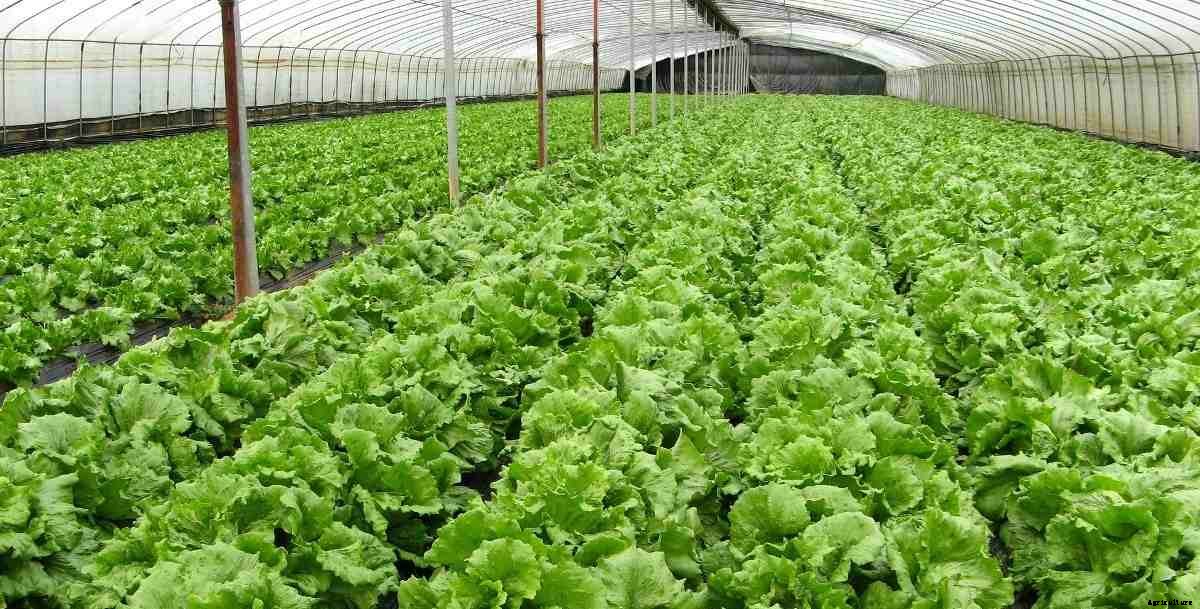 Organic Farming Training, Organic Farming Courses