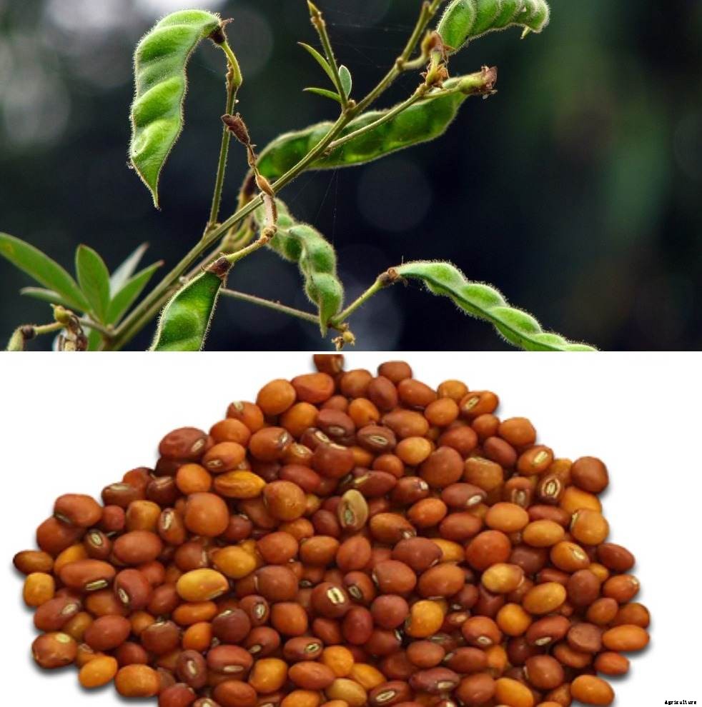 Dal Mill Project Report (Toor), Dal Mill Cost, Subsidy